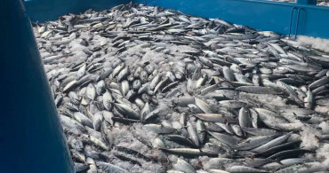 Balıkçılar binlerce kasayla döndü: Fiyatlarda ciddi düşüşler bekleniyor