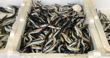 Balıkçılar Duyurdu! Yağışların Böyle Devam Etmesi Durumunda Fiyatlar Düşebilir