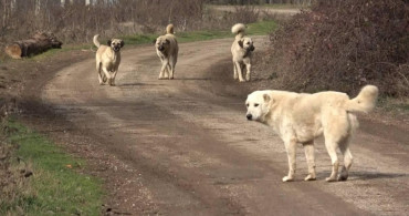 Başıboş köpek sorununa dikkat çeken çözüm: En az yüzde 70’i kısırlaştırılmalı