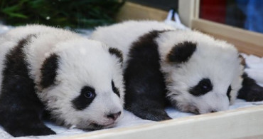 Berlin'de 100 Günlük Pandalara İsimleri Verildi!