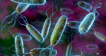 Bilim İnsanları Bakterilerin Ölüm Çığlığını Keşfetti