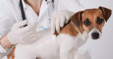 Bilim Kurulu Üyesi: Aşı Olmasa Bile Hayvanlarda PCR Testi İstenilebilir