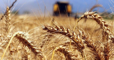 Buğday fiyatları neden sürekli artıyor? Rusya işgali ve yaptırımlar tarımsal emtia piyasasını vurdu...
