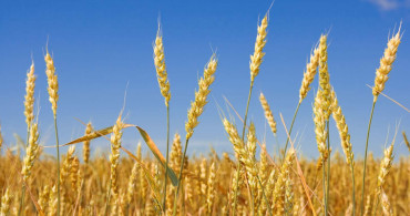 Buğday ve ayçiçeği yağında büyük düşüş: Raf fiyatı 130 lira bandına geldi
