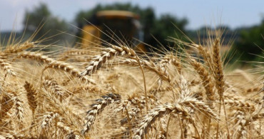Buğday Verimi İçin Çiftçiye Gübreleme ile Süne Uyarısı