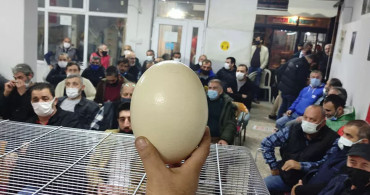Bursa'da Açık Artırma İle Devekuşu Yumurtası Satıldı!