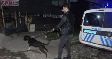 Bursa’da Tecavüz Girişiminde Bulunan Adamı Pitbull Yakaladı