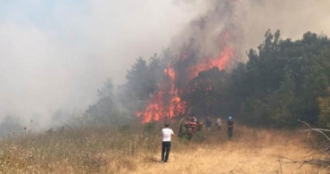 Bursa'nın Nilüfer İlçesinde Orman Yangını