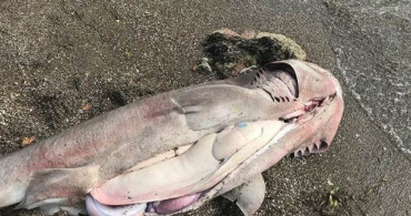 Çanakkale'de Kıyıya Köpek Balığı Vurdu