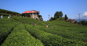 Çay İhracatı Kazandırıyor: 2022 Yılının İlk Ayında 1,4 Milyon Dolarlık İhracat!