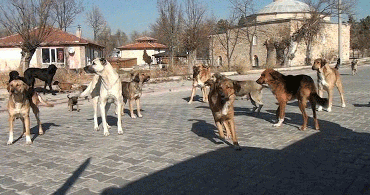 CHP'li Belediyeler Sokak Köpeklerinin Toplanmasına Karşı