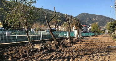 CHP'li belediyelerden ağaç terörü devam ediyor: Altın değerindeki sığla ağaçlarını yerinden söktüler