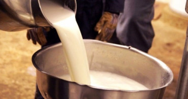 Çiğ Süt ile Manda-Malak Yardımları Bugün Ödenecek