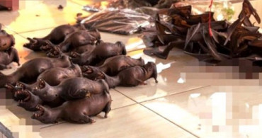 Çin'de Köpek Eti Yemek Yasaklanıyor