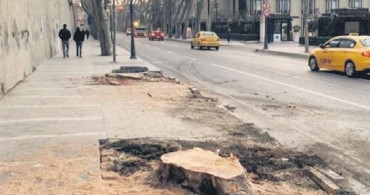Çırağan Caddesi üzerinde 112 çınar ağacını kesen İBB'ye idari para cezası kesildi!