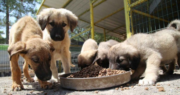 Cumhurbaşkanı Recep Tayyip Erdoğan talimat verdi: 81 ilde sokak hayvanları için barınaklar ve rehabilitasyon merkezleri kurulacak!