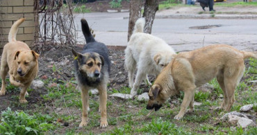 Danıştay Köpek Saldırısında Valilik ve Belediyeleri Sorumlu Tuttu