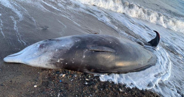 Deprem doğal yaşamı da etkiledi: 7 balina cesedi sahile vurdu
