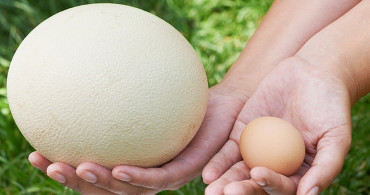 Devekuşu Yumurtası Nedir, Nasıl Kullanılır?