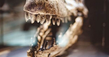 Dinozor İskeletindeki Çalışmalar 150 Yılda Tamamlandı