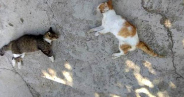 Edirne'de Kedi ve Köpekler Zehirli Etle Öldürüldü
