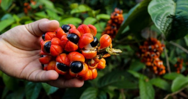En Yüksek Kafein Oranına Sahip Guarana'nın Bilinmeyen Faydaları