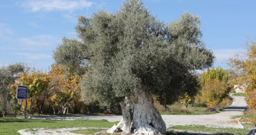 Enerji ve Tabii Kaynaklar Bakanlığı, maden sahalarında bulunan zeytin ağaçlarının kesilmeyip taşınacağını belirtti