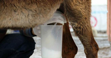 Eşek Sütü Faydaları