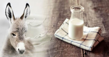 Eşek Sütü Tüketimi Ölümle Sonuçlanabilir