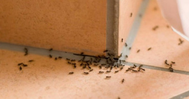 Evinizi Karıncalar Basarsa Ne Yapmalısınız? Doğal Yöntemlerle Kurtulun