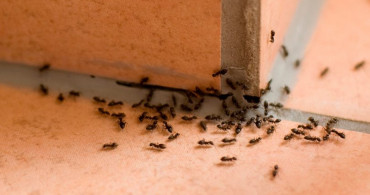 Evlerdeki Karıncalar Nasıl Yok Edilir?