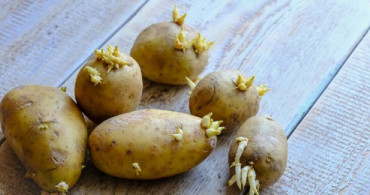Filizlenen Patatesi Yemek Zararlı mı?