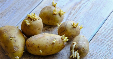 Filizlenen Patatesin Zararları