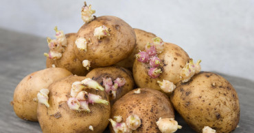 Filizlenmiş patates yenir mi, zehirler mi? Filizlenmiş patates tüketmek sağlık sorunlarına yol açıyor