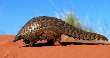 Gabon'da Pangolin ve Yarasanın Tüketim ve Satışları Yasaklandı