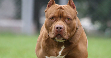 Gaziantep'te Pitbull Saldırısı! 4 Yaşındaki Çocuk Ağır Yaralandı