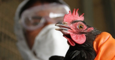 H5N2 nedir, belirtileri nelerdir? Kuş gribi nasıl bulaşır ve ne zaman ortaya çıktı?