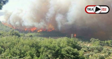 Hatay'da Orman Yangını: Yaşam Alanlarına Sıçradı