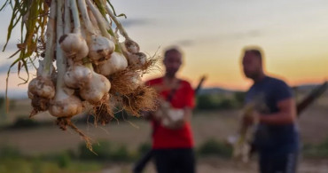 Hırsızlar Kastamonu’na dadandı: Üreticiler hasatlarını korumak için sabaha kadar nöbet tutuyor