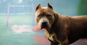 İçişleri Bakanlığı Pitbull Terrier, Japanese Tosa Besleyenlere Para Cezası Verileceğini Açıkladı