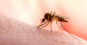İlaçlara Bağışıklı Sivrisinek Türü Ortaya Çıktı!