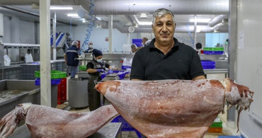 İlk Kez Görüldü: İzmir'de Balıkçıların Ağlarına Takıldı!