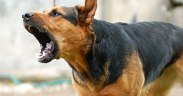 İran'da Bir Şehirde Daha Köpek Gezdirmek Yasaklandı