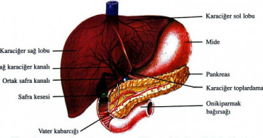 Karaciğerin Görevleri