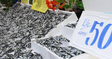 Karadeniz’de balıkçıların yüzü gülüyor: Hamsi bereketi fiyatlara indirim olarak yansıdı