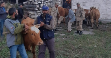 Kars'ta Çalınan Hayvanlar Ardahan'da Bulundu