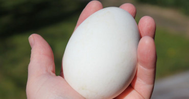 Kaz Yumurtasının Faydaları Nelerdir?