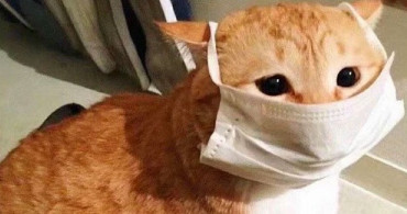 Kediler Coronavirüsünden Etkileniyor