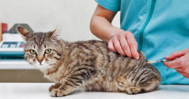 Kediler İçin Üretilen İlaç Covid-19 Tedavisinde Kullanılabilir