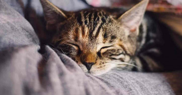 Kediler sevilirken, oynarken ve uyurken neden hırlarlar